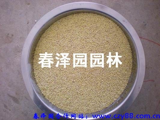 红花槐,观赏竹,桧柏,苗木 花木