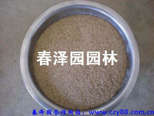 草坪种 种子 花卉种子