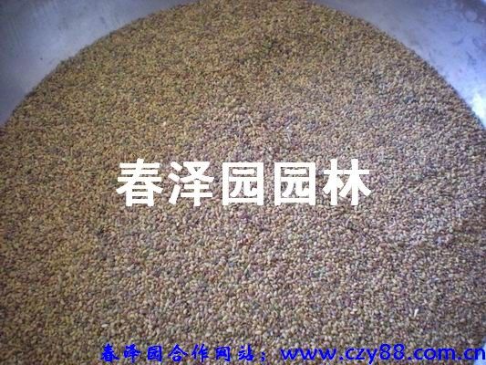 常年草种,草坪,草籽-美国四季青、台湾草、天鹅绒等
