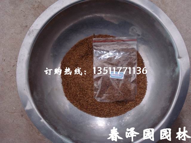 草皮、草籽,草坪种子,早熟禾