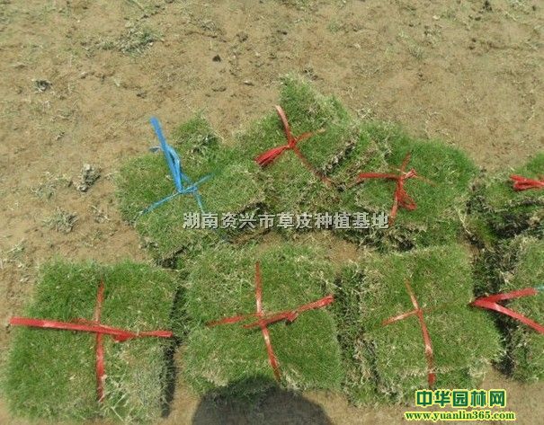 大量出售马尼拉草皮