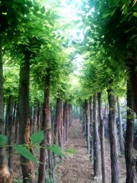 高杆金叶榆规格8、14