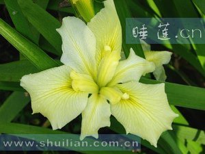 水生植物-常绿鸢尾-鹅黄色常绿鸢尾