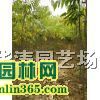 1-10公分无患子小苗·无患子小苗基地