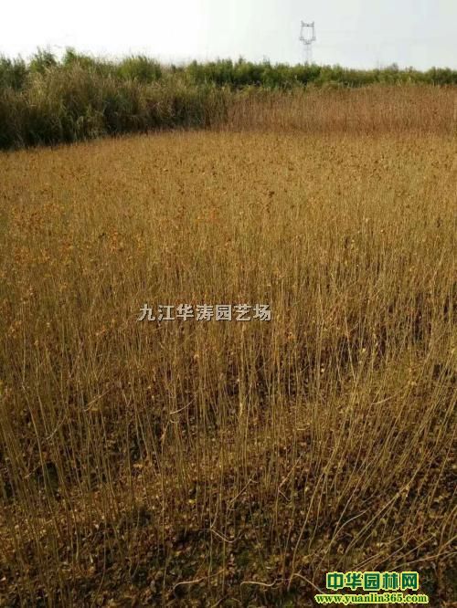 批发乌桕、米径2公分乌桕