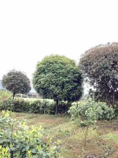 桂花树