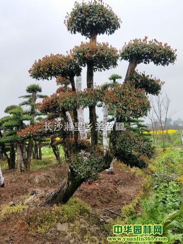 造型椤木石楠、精品椤木石楠盆景