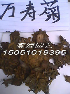 万寿菊种子(品质绝对保证;价格最低廉)