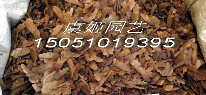 青枫种子(品质绝对保证;价格最低廉)