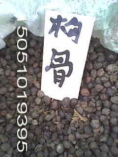 苦恋种子