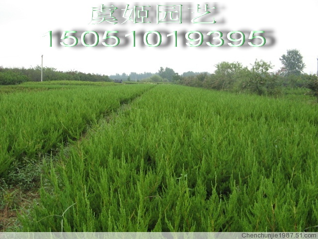 爬地柏苗,刺柏苗,龙柏苗,海棠苗,火棘苗