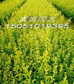 丰花月季,金叶女贞,龙柏,苗木,花卉,盆景