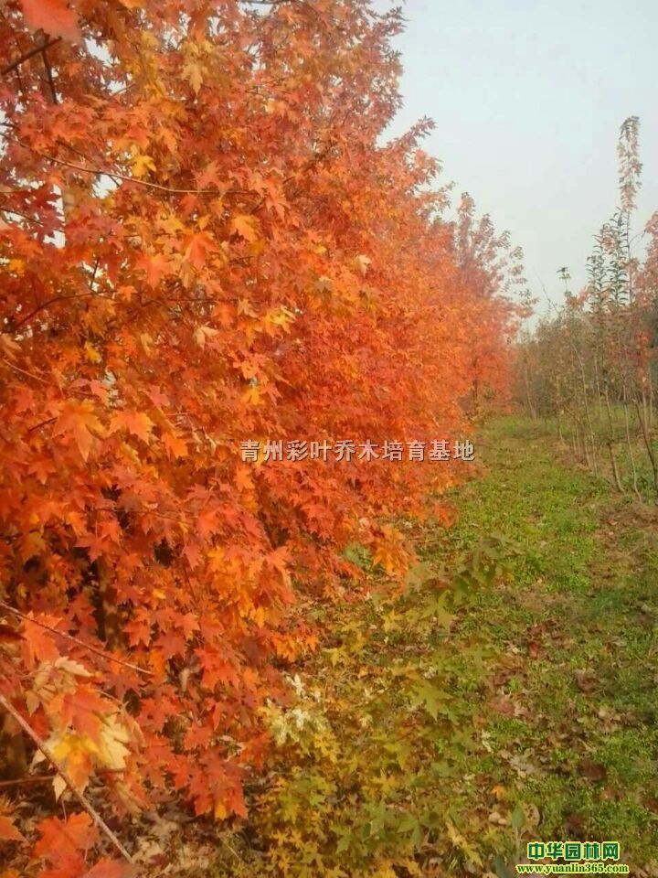 耐盐碱、耐氺湿的美国红枫秋日梦幻