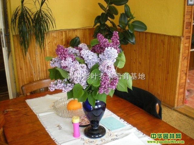 丁香新品种欧洲丁香、漂亮的欧洲丁香花
