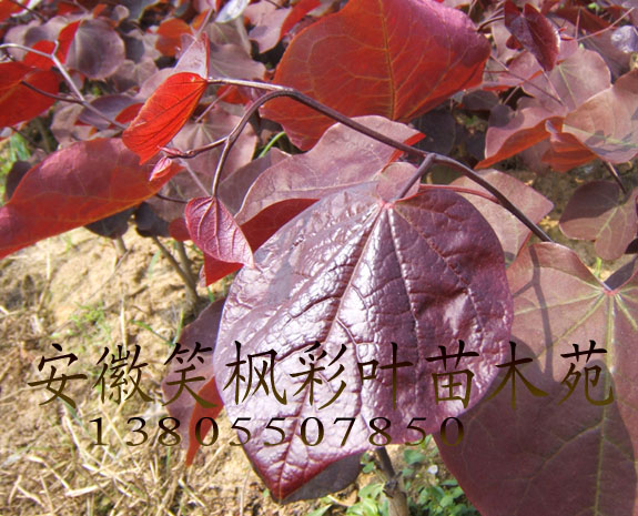 紫叶加拿大紫荆