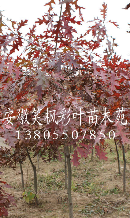 沼生栎