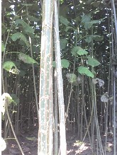 速生杨树苗