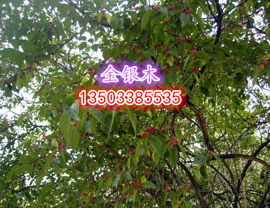 金银木、珍珠梅、丁香等苗木