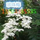珍珠梅、棣棠、紫叶李等苗木