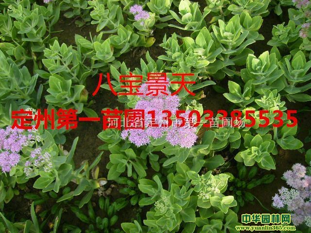 荷兰菊、八宝景天、三七景天、德国景天