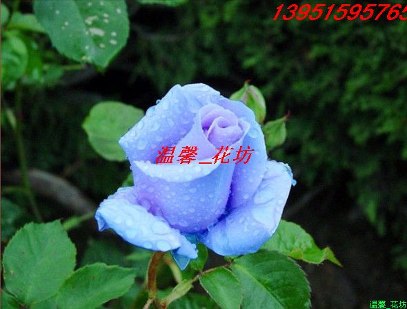 洒金柏、女贞、黄杨、红叶李、红枫