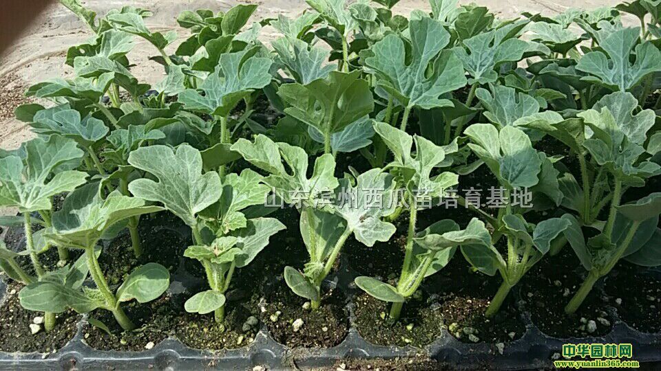山东滨州西农八号西瓜苗三叶一心种植