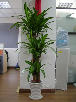 室内花卉植物租赁