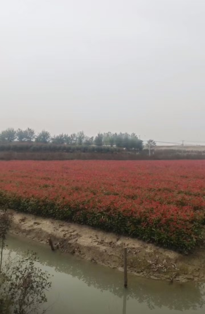 红叶石楠杯苗