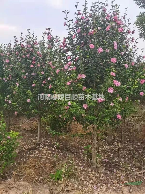 红花木槿批发、红花木槿基地、河南红花木槿、红花木槿1-10