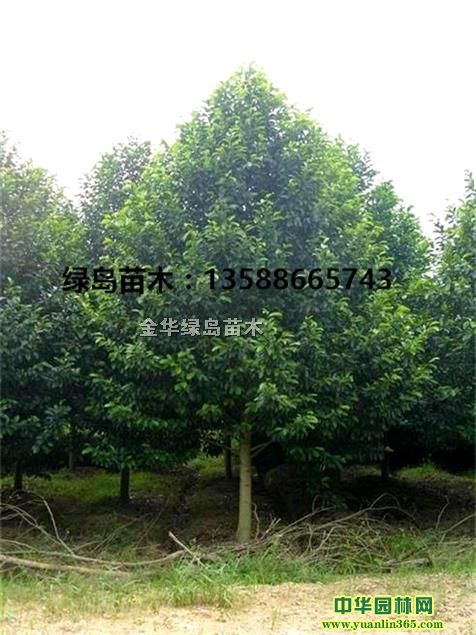 浙江乐昌含笑价格、贵州贵阳乐昌含笑工程苗商
