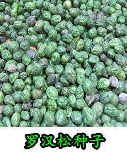 罗汉松种子