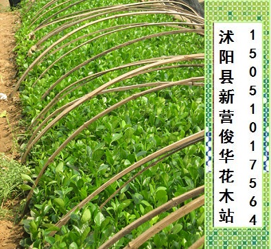 蝴蝶兰,红王子锦带,黄山栾树,红叶小檗