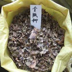 榉树,金叶女贞,金钱松金钱柳-星源种苗