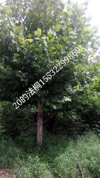 各种规格大法桐
