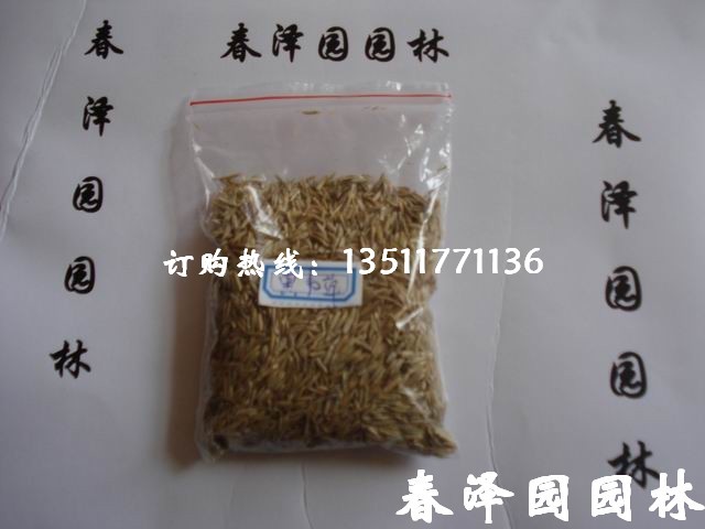 草坪种, 种子 ,花卉种子