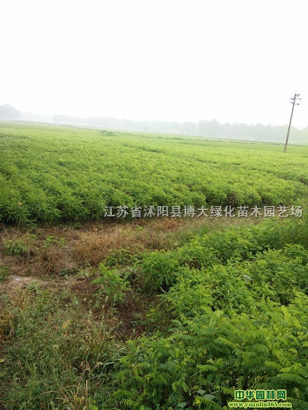 紫穗槐基地、新紫穗槐苗图片、紫穗槐绿化苗木护坡抗寒抗旱