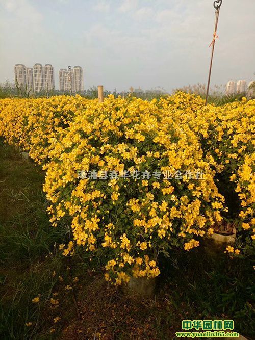 森华花卉专业批发黄花双夹槐球