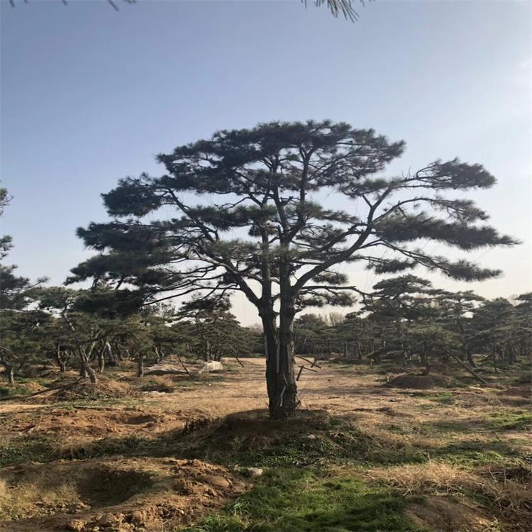 造型黑松、黑松基地、黑松规格