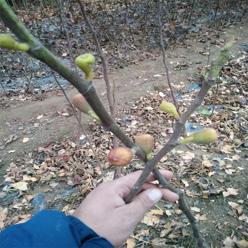 波姬红无花果树苗