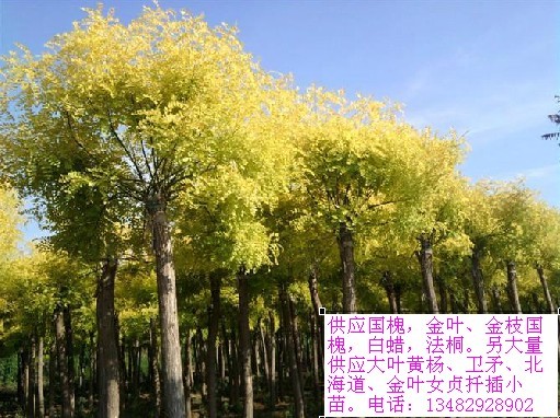 金丝垂柳、金叶国槐、大叶黄杨等苗木