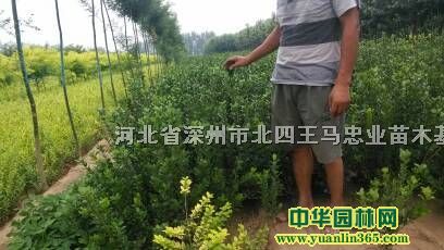 60-90高大叶黄杨