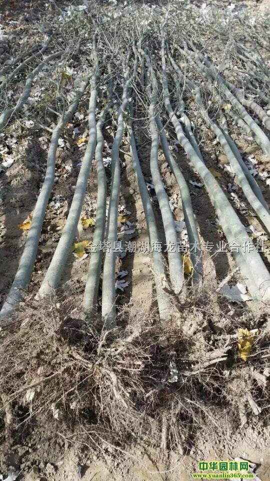 新疆杨批发6公分