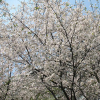 速生樱花小苗、飞寒樱花小苗、洁白云樱花小苗