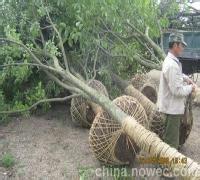 50公分60公分4杆5杆6杆丛生朴树报价