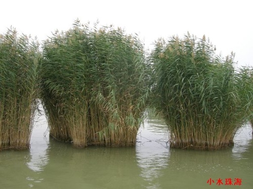 栾树