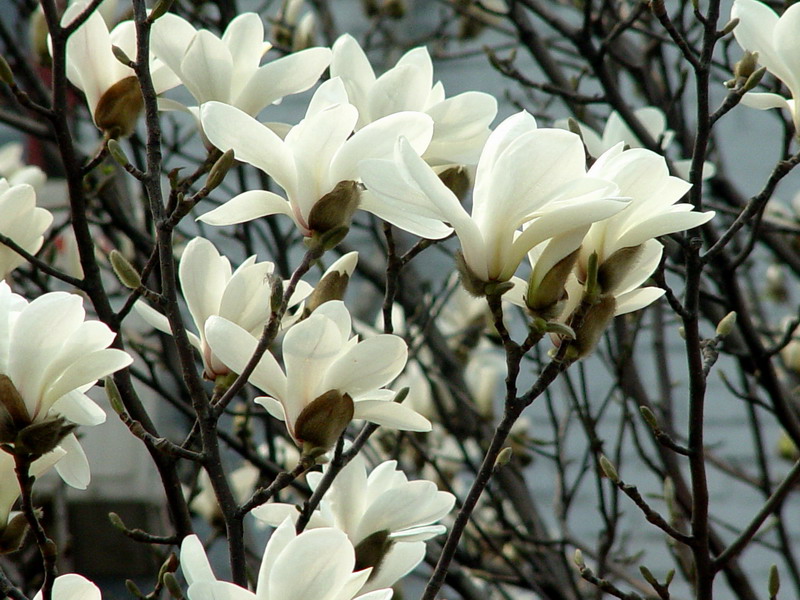 绿化苗木,花草树木,花木种籽,草坪,草种