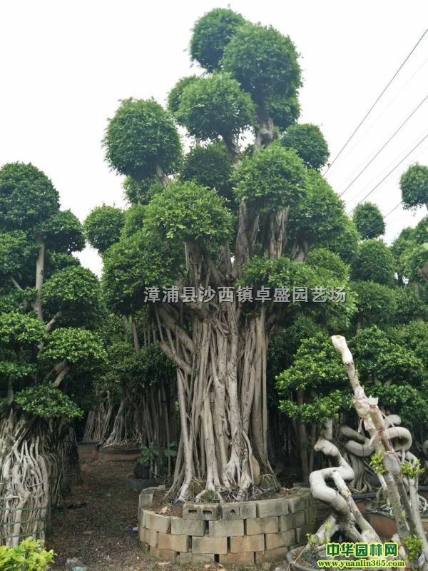 福建造型小叶榕桩头、榕树桩头、小叶榕桩景3-8米高
