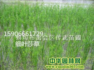 细叶莎草