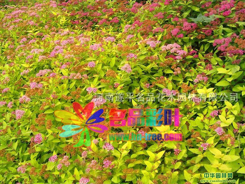 3年苗金山绣线菊