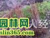 美国红枫
